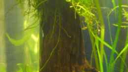aquarium-von-wels-27-l_mein Javabaum