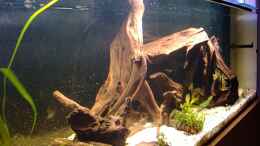 aquarium-von-sekman-480l-piranha-naturbecken_Pys Woodstock