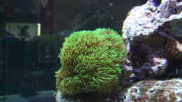 aquarium-von-salzeritis-becken-14005_Clavularia viridis