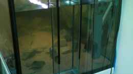 aquarium-von-ronny-laumer-becken-14013_Filterschacht noch leer beim kleben an die Seitenscheibe