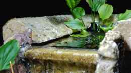 aquarium-von-falk-wasserfall-biotopnur-noch-als-beispiel_zu wenig Luftfeuchte für den E.latifolius