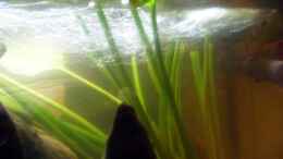 aquarium-von-falk-wasserfall-biotopnur-noch-als-beispiel_Wasser aus Strömungsrohrvon Filter
