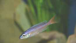 aquarium-von-rainer-koenig-becken-1402_Cyprichromis leptosoma