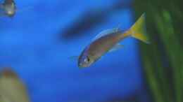 aquarium-von-rainer-koenig-becken-1402_Cyprichromis Leptosoma Utinta