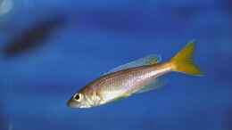 aquarium-von-rainer-koenig-becken-1402_Cyprichromis leptosoma utinta