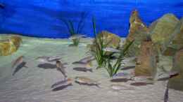 aquarium-von-rainer-koenig-becken-1402_Ansicht mit Cyprichromis und Flavipinnis