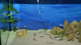 aquarium-von-rainer-koenig-becken-1402_Sandfläche auf der linken Seite