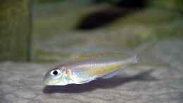 aquarium-von-rainer-koenig-becken-1402_Xenotilapia flavipinnis
