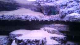 aquarium-von-laey-atlantis_Der rechte filterausgang-versteckt in einem künstlichem ste