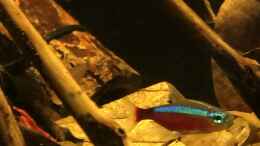 aquarium-von-juju-schwarzwasser-aquarium_Roter Neon (Gruppe von 15 Tieren)