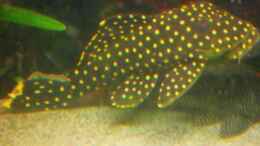 aquarium-von-kleiner-fisch-becken-14057_L81 Namens Glubschi (wegen seinen süßen Glubschaugen)