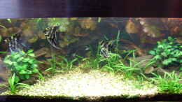 aquarium-von-kleiner-fisch-becken-14057_Bildupdate 02.11.2010