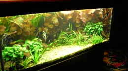 aquarium-von-kleiner-fisch-becken-14057_Bildupdate 14.11.2010