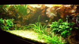 aquarium-von-kleiner-fisch-becken-14057_Bildupdate 14.11.2010