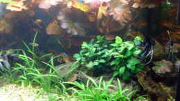 aquarium-von-kleiner-fisch-becken-14057_Bildupdate 02.11.2010