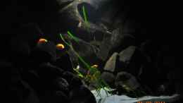 aquarium-von-malawi-fan-nijassabiotop_Dark & Night 