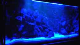 aquarium-von-malawi-fan-nijassabiotop_Mondlicht