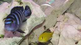 aquarium-von-mbuna-guwo-becken-1409_Labidochromis Yellow - hier mit Ps. Demasoni