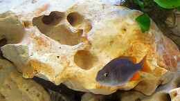 aquarium-von-mbuna-guwo-becken-1409_Copadichromis borleyi Kadango Weibchen
