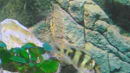 aquarium-von-mbuna-guwo-becken-1409_Astatotilapia latifasciata 
