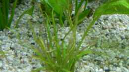 Aquarium einrichten mit Helanthium bolivianum ( Echinodorus angustifolius
