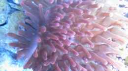aquarium-von-daniel-lopez-mein-erstes-riff_Rote Blasenanemone