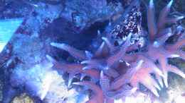 Aquarium einrichten mit Seriatopora hystrix rosa