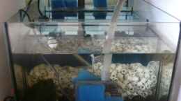 aquarium-von-lumpi-piranha-becken_Filterbecken 60*40*40