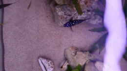 Aquarium einrichten mit Tropheus duboisi maswa von oben gesehen