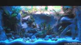 aquarium-von-mawa-mein-tanganjika---_Nach Neueinrichtung - Tagesansicht (Stand: Frühjahr 2009)