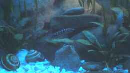 Aquarium einrichten mit Julidochromis transcriptus Elterntiere (Stand: