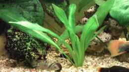 Aquarium einrichten mit Kleine Echinodorus BleherieAbleger selbstgezogenlinke