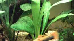 Aquarium einrichten mit Kleine echinodorus Bleherieableger selbstgezogenrecte