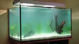 aquarium-von-md-rose-becken-14171_HQI-Leuchten hängen frei über dem Becken