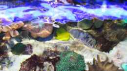 aquarium-von-markus-t-juwel-trigon-mit-panoramascheibe_Originalaufnahme 