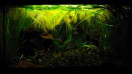 aquarium-von-andy-dahousecat-juwel-delta-100_06.062011 2