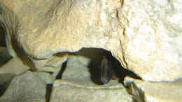 aquarium-von-jan-scherrle-becken-1421_Calvus-Weibchen in ihrem Versteck