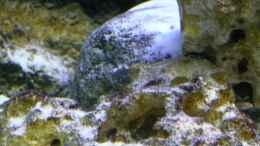 aquarium-von-tenebroso-becken-14272_gut getarnt im Kindergarten...wer sieht ihn??