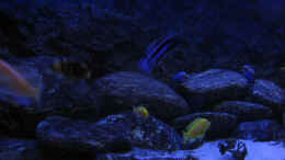 aquarium-von-tenebroso-becken-14272_2009 - Unterwasserlandschaft aus dem Malawi :)