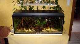aquarium-von-ray-78-160l-suedamerika-aq-existiert-nicht-mehr_Gesamtansicht mit den herauswachsenden Zimmerpflanzen