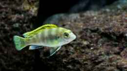 Aquarium einrichten mit Labidochromis perlmutt