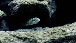 Foto mit Labidochromis perlmutt