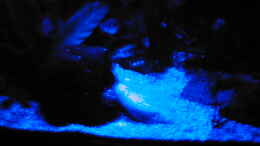 aquarium-von-ulrich-rothaermel-becken-1432_Blue-Star Aquarium Mondlicht
