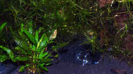 aquarium-von-robin-streuli-channa-gachua-var--inle-lake-artbecken_Eine der 2 versteckten Pethöhlen. Das glänzen ist nur du