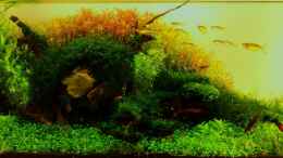 aquarium-von-arami-gurami-furcatus-sunrise-nur-noch-als-beispiel_Furcatus Sunrise