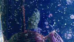 Aquarium einrichten mit Acreichthys tomentosus - Seegras- oder Tangfeilenfisch