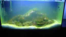 aquarium-von-tigger69-becken-14360_Grüne Hölle 2 Wochen nachdem die Steine reingekommen sin