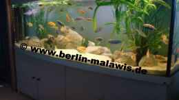 aquarium-von-www-berlin-malawis-de-woha-panorama-672-l_Woha Panorama 200 x 50 x 60 = 672 L
