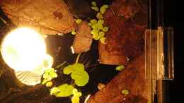 aquarium-von-laura-kleines-betta-biotop_hab ein grosses Seemandelbaum Blatt mit der Schere zerkleine
