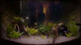 aquarium-von-the-lizardking-paradise-edge-obsolete_